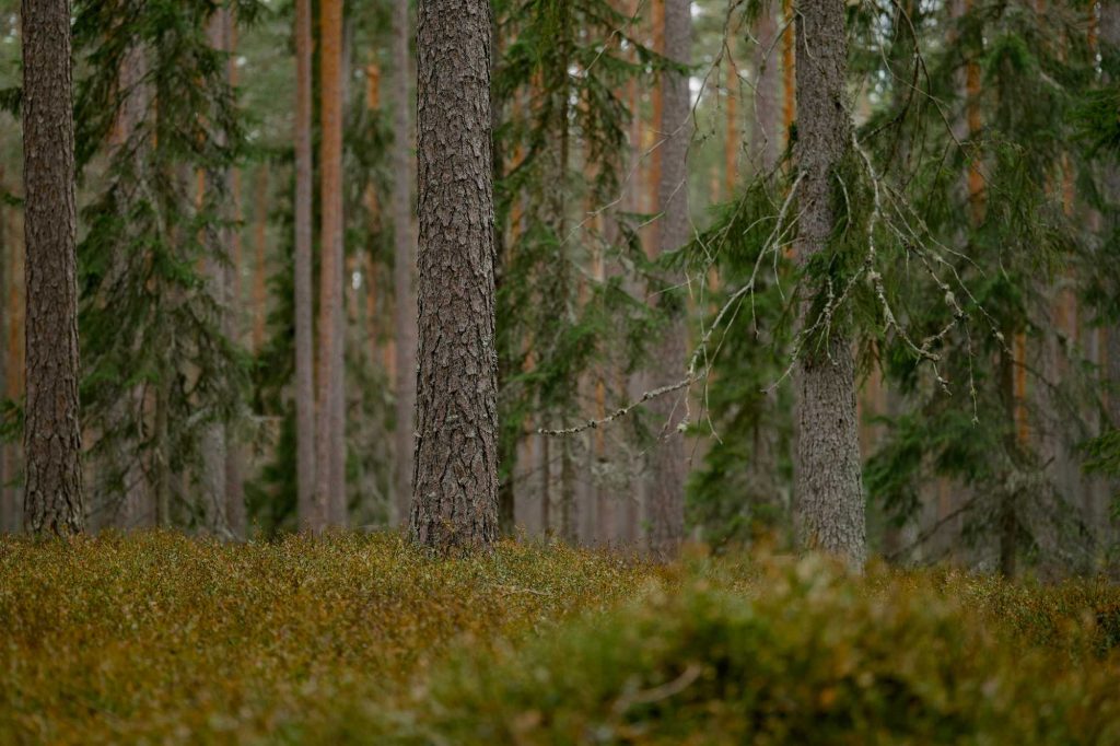 pexels lauripoldre 34630818 (1) (1)